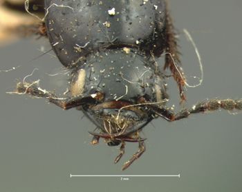 Media type: image;   Entomology 7277 Aspect: head frontal view